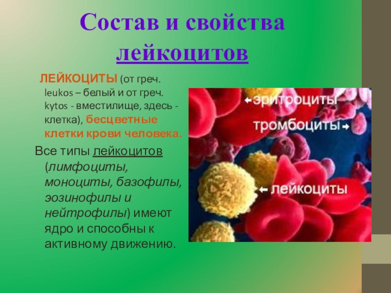 Лейкоциты крови способны. Лейкоциты человека. Состав лейкоцитов. Эритроциты лимфоциты тромбоциты. Лейкоциты в крови.