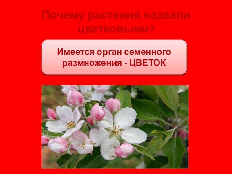 Растения называют цветковыми потому. Почему растение ученые назвали растением.