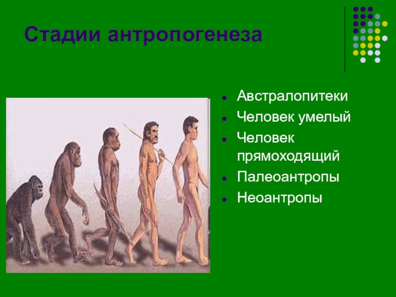 Этапы антропогенеза. Стадии антропогенеза. Стадии антропогенеза человека. Этапы антропогенеза человека.