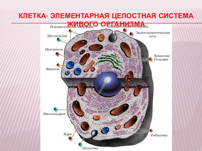 Строение клетки живых организмов