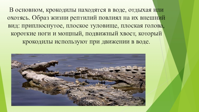 Какие особенности крокодила позволяют ему охотиться 3 класс. Среда обитания крокодила. Какие особенности крокодила позволяют ему охотиться. Зачем крокодилу хвост нужен. Особенности крокодила.