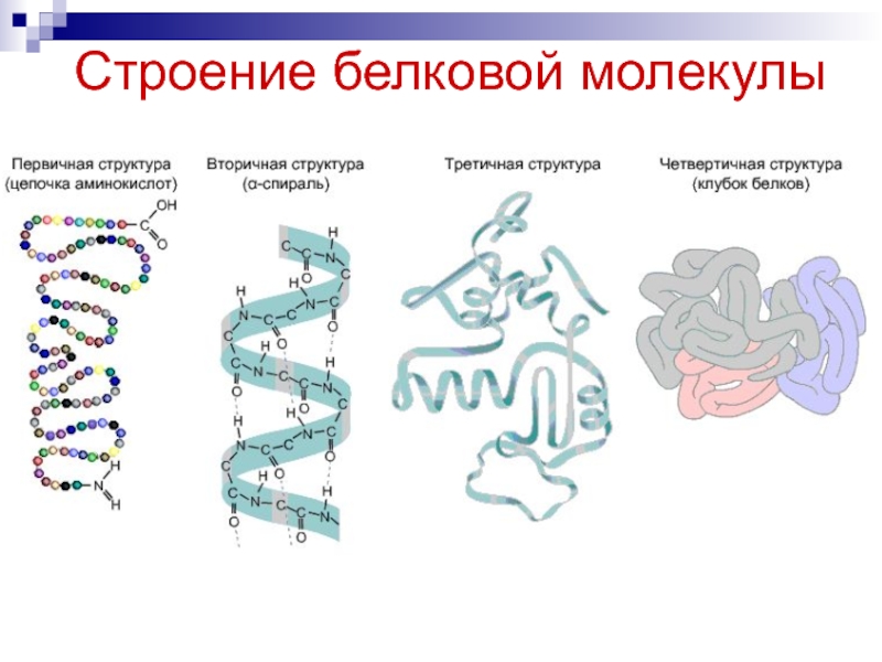 Рассмотрите схему молекулы белка и определите уровень организации молекулы стабилизирующие