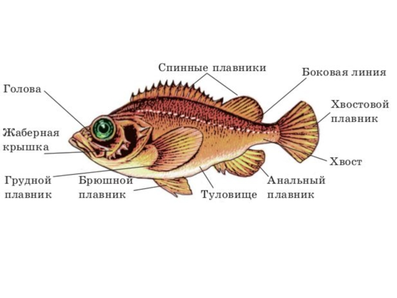 Голова и туловище рыб. Рыбы (биология). Надкласс рыбы плавники. Надкласс рыбы картинки. Плавники у надкласса рыб.