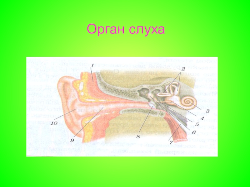 Строение органа слуха. Орган слуха. Орган обоняния функции. Хеморецепторы вкуса.