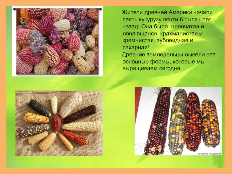 Кукуруза доклад 3 класс. Интересные факты о кукурузе. Презентация на тему кукуруза. Кукуруза культурное растение. Кукуруза презентация 3 класс.