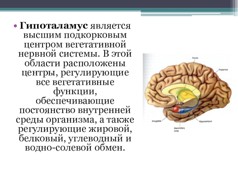 Подкорковые вегетативные центры. Таламус и гипоталамус. Функции отделов мозга таламус. Промежуточный мозг строение и функции таблица. Таламус выполняет функции.