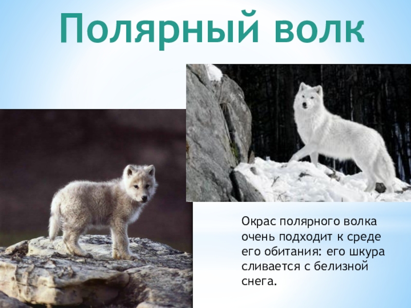 Волк какая природная зона. Полярный волк доклад. Полярный волк среда обитания. Полярный волк обитает. Проект Полярный волк.