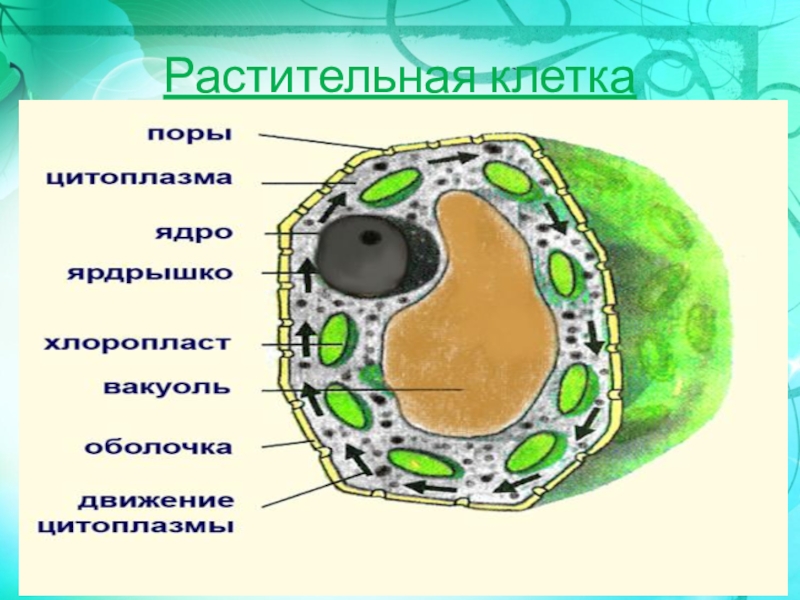 Структура растительной клетки 6 класс. Схема растительной клетки 5 класс. Строение растительной клетки 5. Строение растительной клетки 5 класс. Строение растительной клетки 7 класс схема.