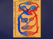 Презентация по биологии на тему: Движение крови по сосудам. Регуляция кровообращения.