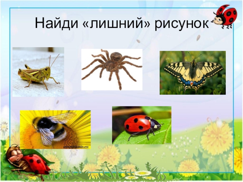 Шестиногие насекомые картинки