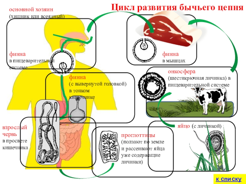 финнав мышцахЦикл развития бычьего цепняпроглоттиды (ползают по земле и рассеивают яйца уже содержащие личинки)онкосфера (шестикрючная личинка) в