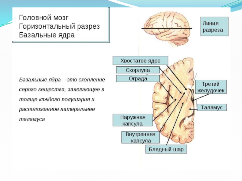 Базальные ядра головного мозга фото