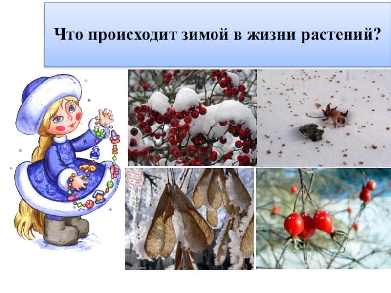 Что происходит в мире природы. Растения зимой. Растения зимой для детей. Сезонные изменения в жизни растений зимой. Презентация на тему растения зимой для детей.