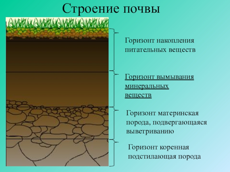 Запишите какие горизонты почвы обозначены на рисунке 21 цифрами