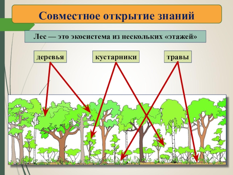 Лесная экосистема презентация