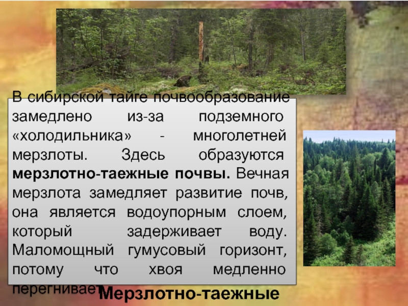 Таежные почвы. Гумусовый Горизонт мерзлотно таежных почв. Мерзлотно-Таежные почвы тайги. Условия формирования мерзлотно таежных почв. Условия почвообразования в тайге.