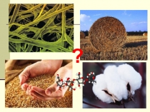 Презентация по биологии на тему Полисахариды-сложные углеводы (10 класс; СПО)