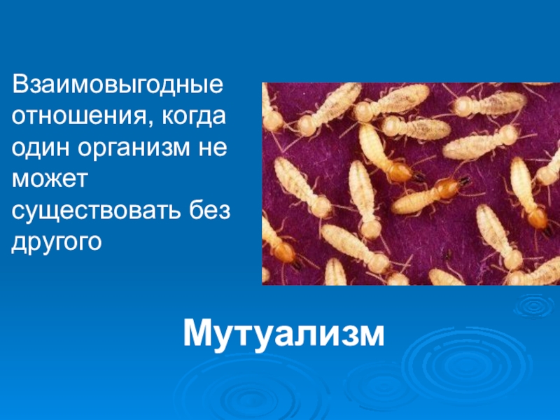 Взаимовыгодное отношение в природе. Презентация на тему взаимоотношение животных в природе. Взаимовыгодные отношения животных в природе. Презентация на тему формы взаимоотношений животных в природе. Взаимовыгодные отношения организмов примеры.