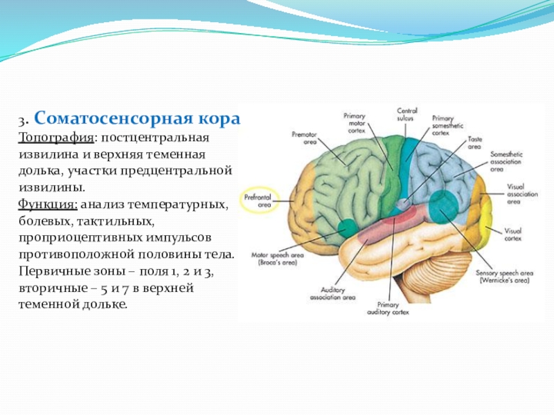 Структура коры