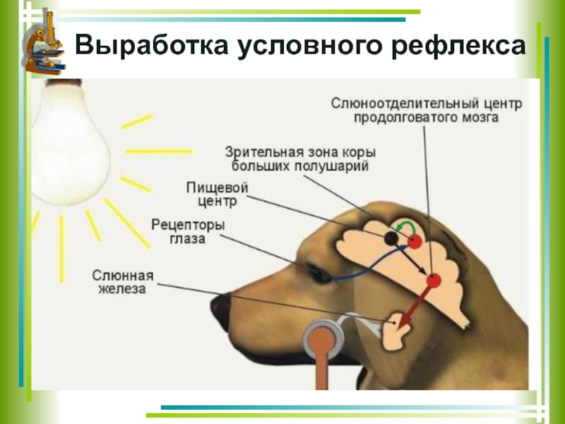 Схема выработки условного рефлекса