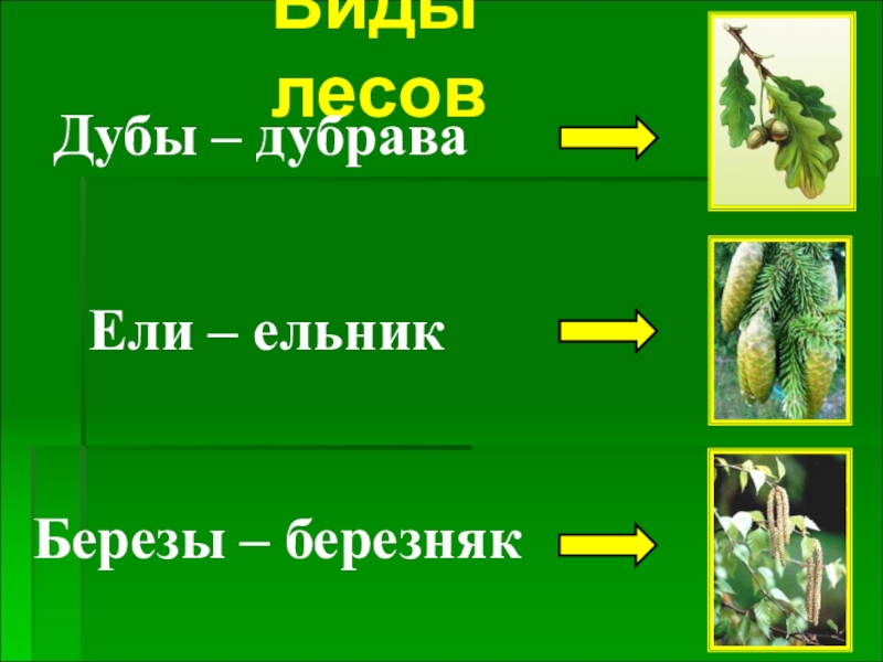 Окружающий мир 4 класс лес и человек. Березняк и ельник. Типы лесов Дубрава Березняк. Тип леса Березняк. Типы леса Ельники.