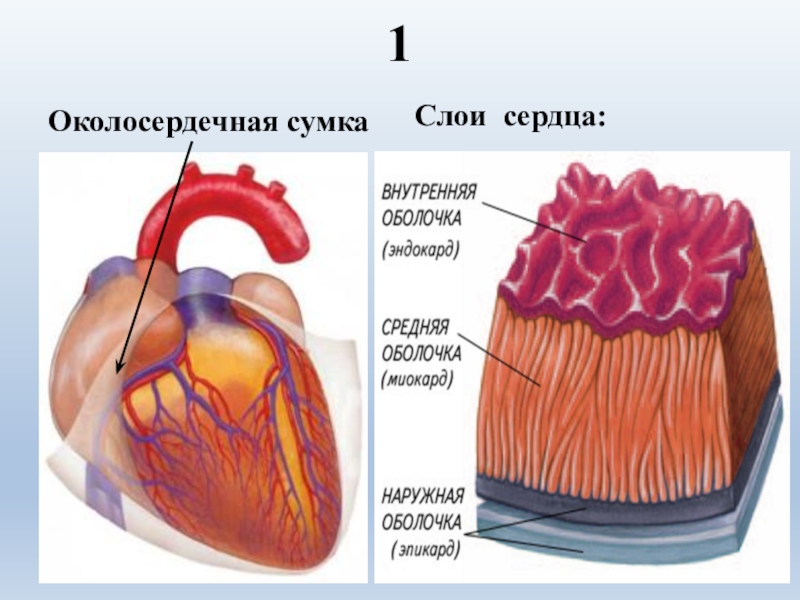 Как называется средний слой. Миокард перикард эндокард. Перикард анатомия. Строение сердца перикард миокард. Перикард (околосердечная сумка).