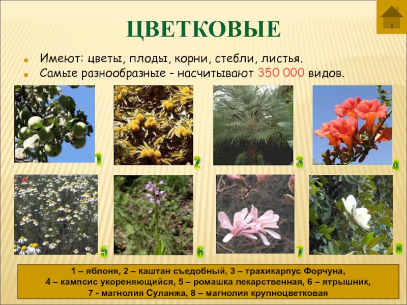 Примеры про растения. Цветковые растения. Виды Цветкову растений. Цветковые растения виды. Цветковые растения названия.