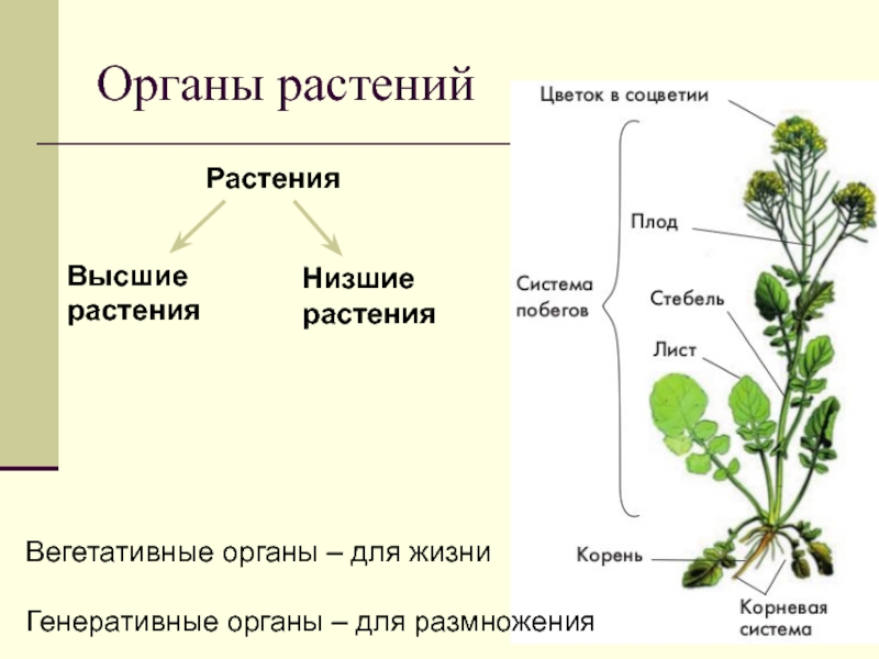 Генеративная масса растений