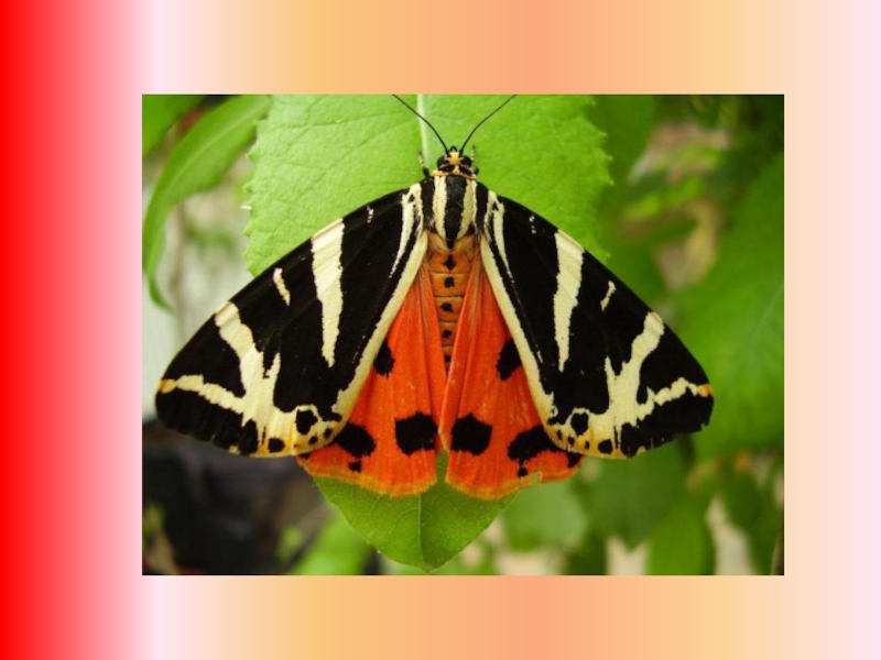 Бабочки татарстана фото с названиями и описанием