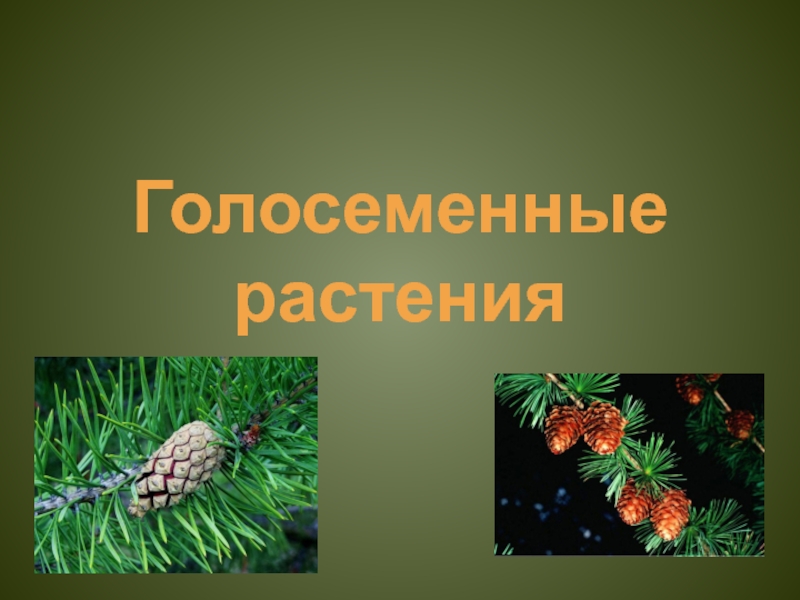 Презентация Презентация по биологии Голосеменные растения