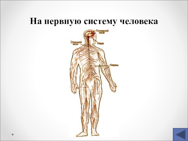 Окружающий мир 3 класс нервная система человека. Нервная система человека. Нервная система человека схема. Нервы человека. Нервная система человека рисунок.