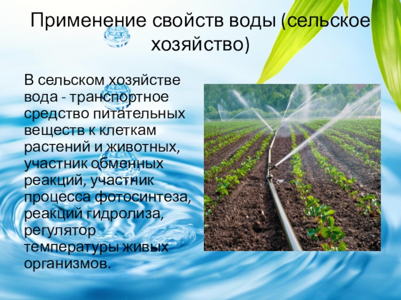 Русскосельская вода. Вода в сельском хозяйстве. Применение воды в хозяйстве.