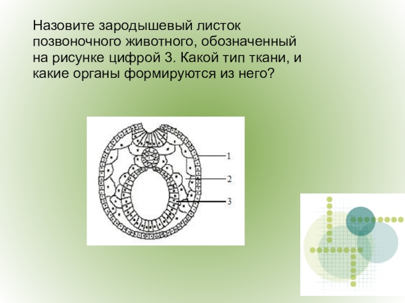 Назовите зародышевый листок позвоночного животного обозначенный на рисунке цифрой 1 какие типы