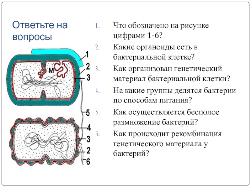 Функциями органоида обозначенного на рисунке цифрой. Какими цифрами на рисунке обозначены клеточные органоиды. Какими цифрами на рисунке обозначены следующие клеточные органоиды. Какой органоид обозначен на рисунке. Определите что обозначено цифрой.