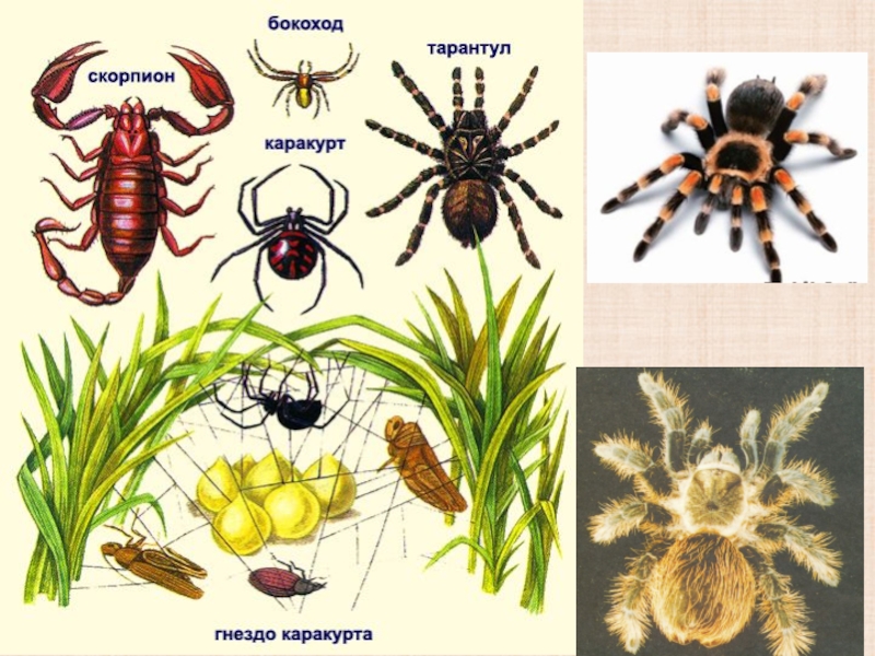 Паукообразные названия. Многообразие паукообразных. Паукообразные представители. Представители класса паукообразные. Отряд пауки представители.