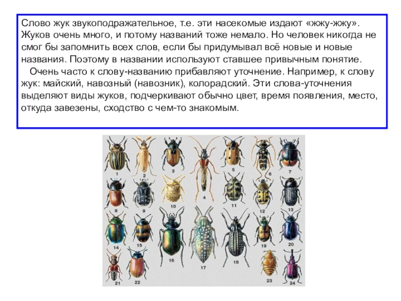 Текст про жуков. Слово Жук. Текст про жука. Текст для презентации Жуков. Классификация насекомых по издаваемым звукам.