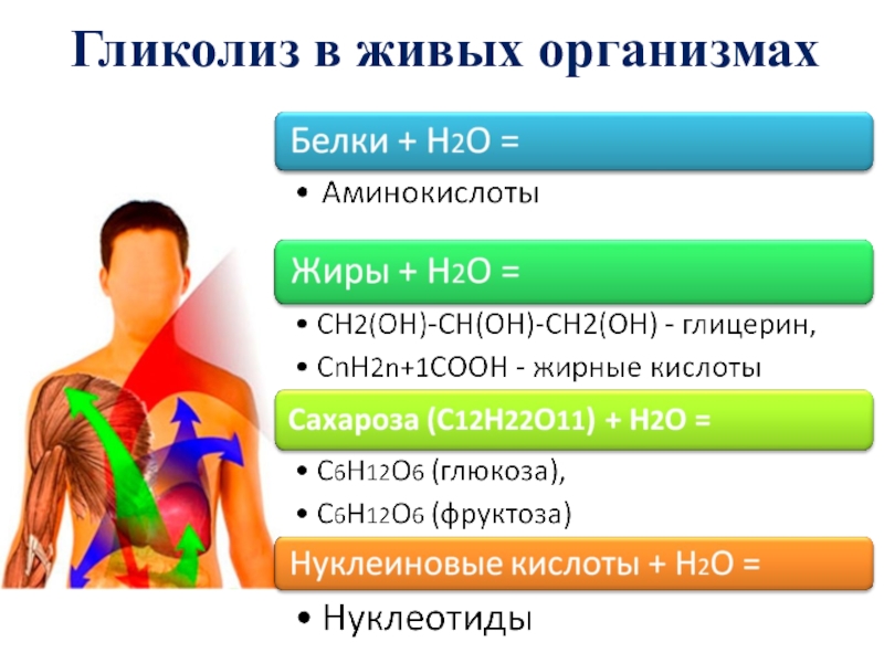 Процессами происходящими в организме люди. Химические реакции в организме. Химические процессы в организме. Химические реакции в живых организмах. Реакции живых организмов.