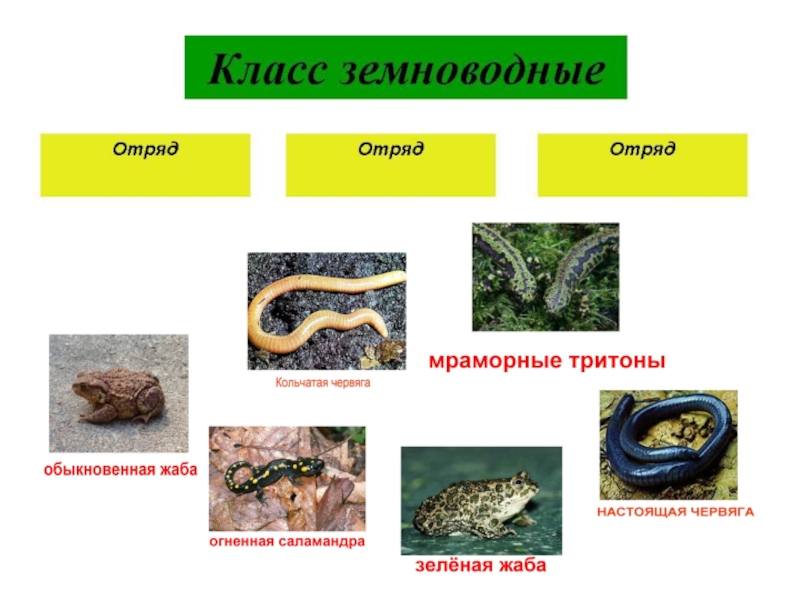 Заполните схему класс земноводные