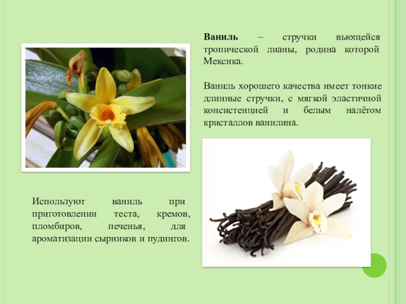 Что значит запах ванили. Ваниль растение Родина. Презентация на тему ваниль. Ваниль описание. Ваниль характеристика.