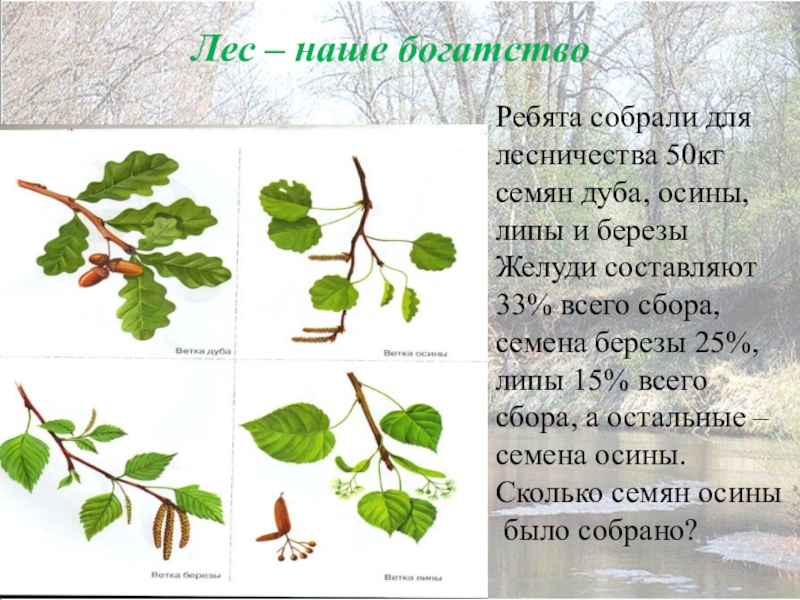 Осина продолжительность жизни дерева. Какие листья бывают у березы. Диаграмма осины. Ветки берёзы осины и дуба весенние 2 класс. Возраст ветки.