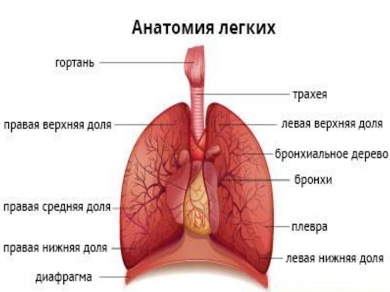 Практическое задание по теме Пневмония в правой нижней доле