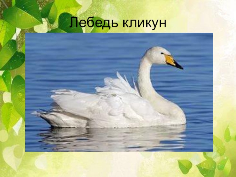 Проект лебедь кликун