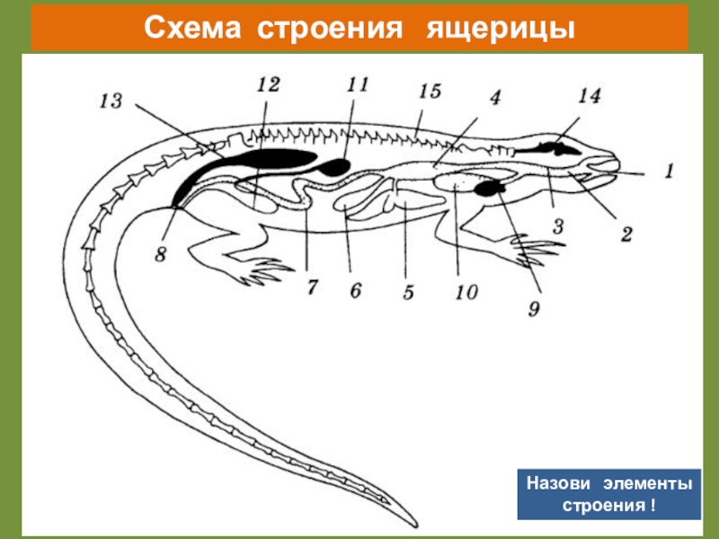 Внешнее строение ящерицы рисунок с подписями