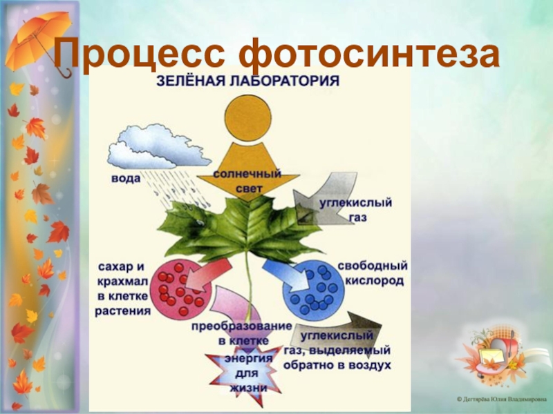 Значение фотосинтеза в природе биология 6 класс. Процесс фотосинтеза. Фотосинтез листа. Образование фотосинтеза. Схема фотосинтеза у растений.