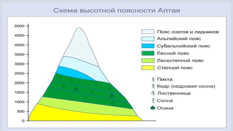 Карта высотных поясов