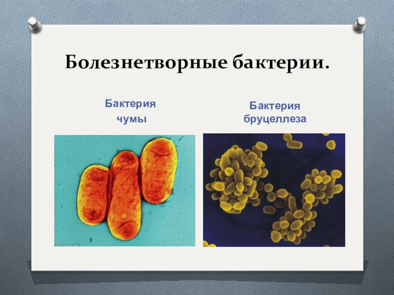 Болезнетворные бактерии презентация