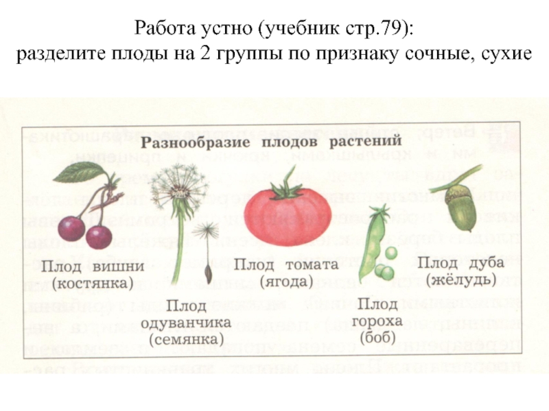 Что является признаком плодов растений. Деление плодов на группы. Плоды растений. Классификация плодов рисунок. Классификация плодов растений.