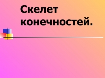 Конспект урока и презентация по биологии на тему Скелет конечностей (9 класс) коррекционная школа.