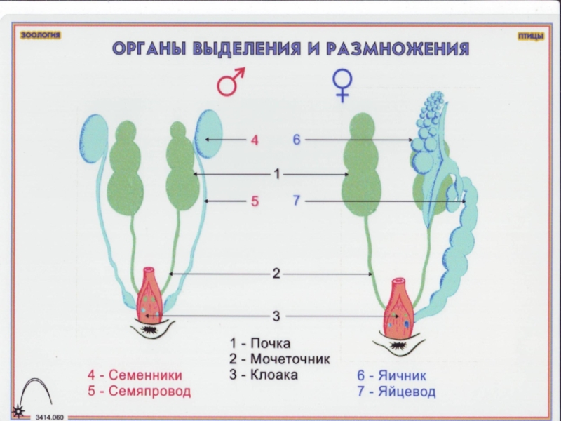 Схема органов размножения