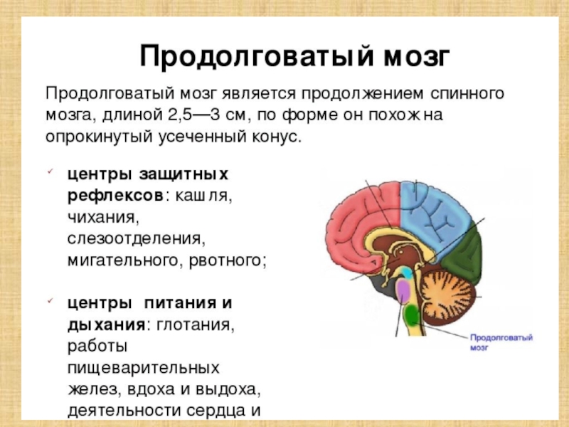 Функции продолговатого мозга 8 класс биология. Функции продолговатого мозга головного мозга. Краткий конспект по биологии 8 класс головной мозг. В продолговатом мозге расположены центры. Продолговатый мозг биология 8 класс.